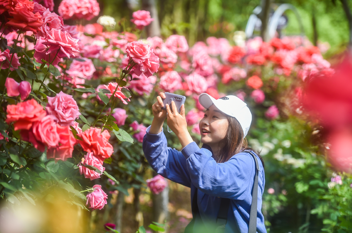【玫瑰园里的玫瑰摄影图片】广州云台花园生态摄影_太平洋电脑网摄影部落